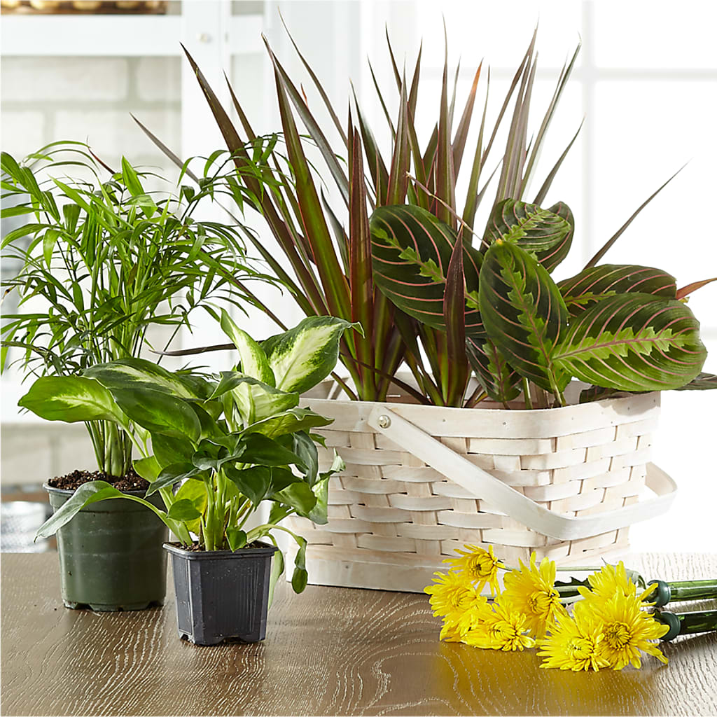 Florist Designed Blooming and Green Plants in a Basket – Grand Flowers/irish Rose, Novi MI