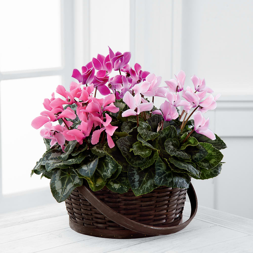 Mixed Cyclamen Planter – Grand Flowers/irish Rose, Novi MI