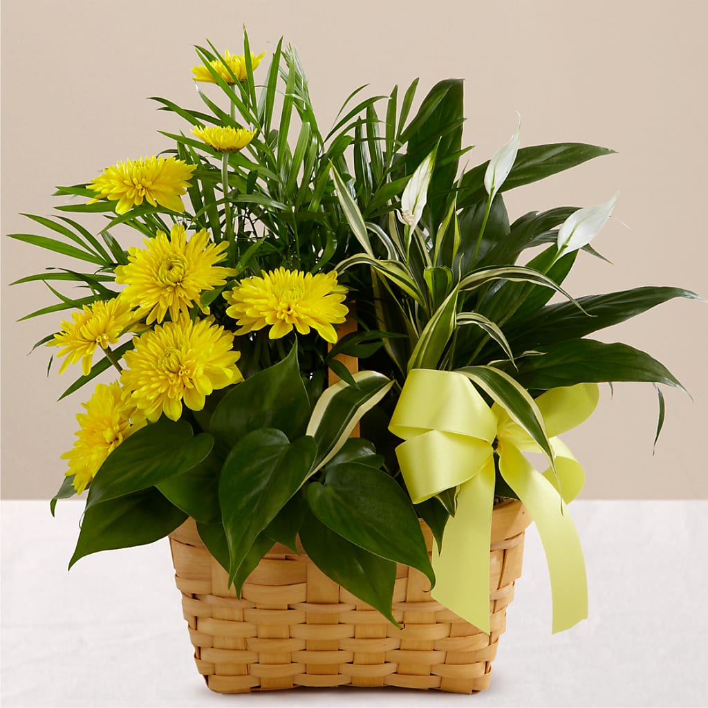 Loving Light Dishgarden – Grand Flowers/irish Rose, Novi MI