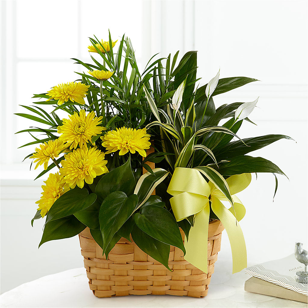Loving Light Dishgarden – Grand Flowers/irish Rose, Novi MI