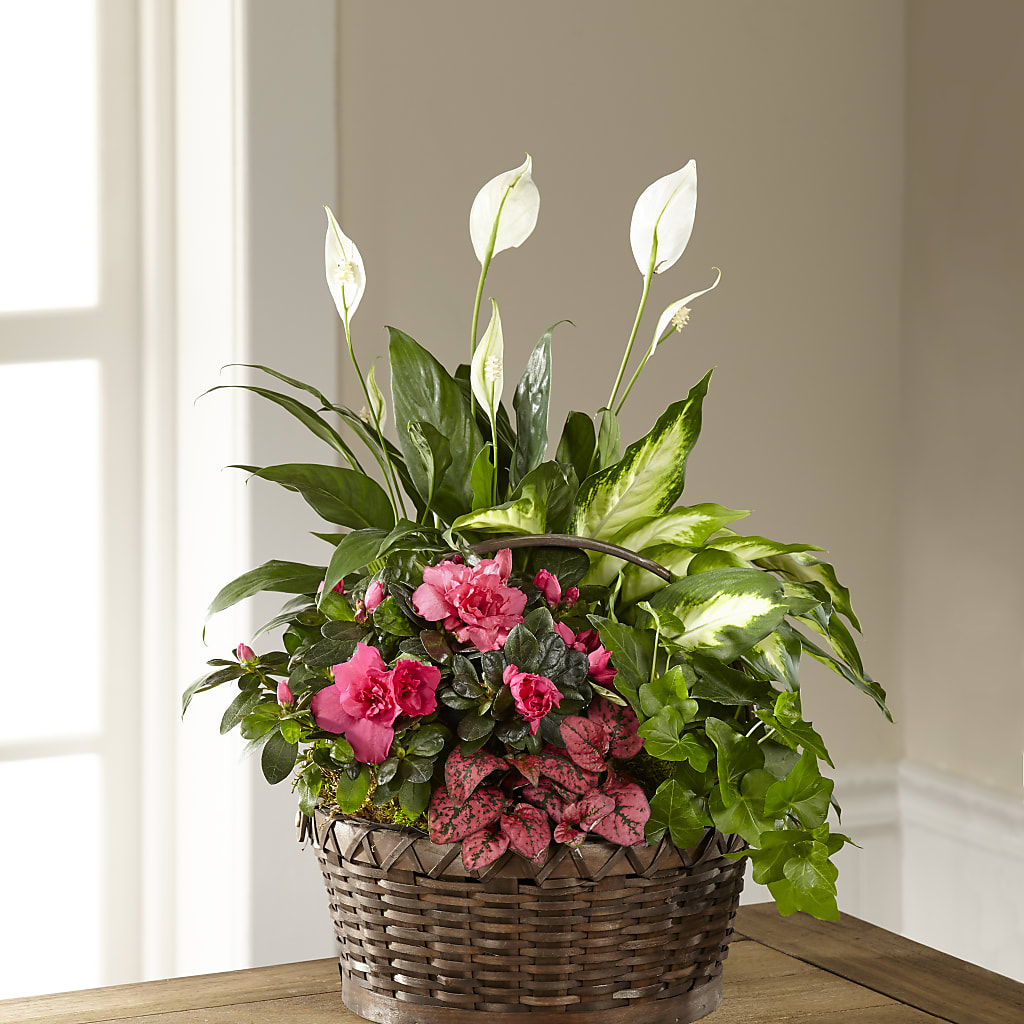 Dream in Pink Dishgarden – Grand Flowers/irish Rose, Novi MI