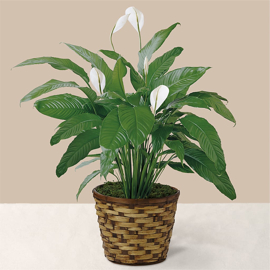 Tranquil Moments Peace Lily Plant – Grand Flowers/irish Rose, Novi MI
