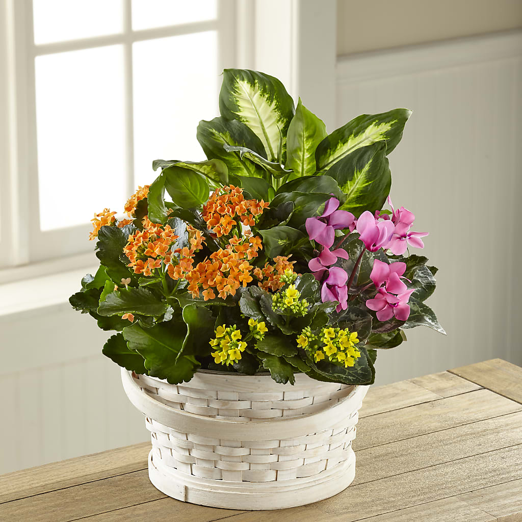 Color Crush Dishgarden – Grand Flowers/irish Rose, Novi MI