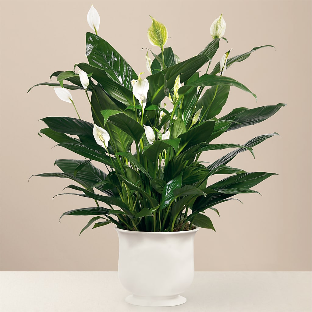 Comfort Planter – Grand Flowers/irish Rose, Novi MI