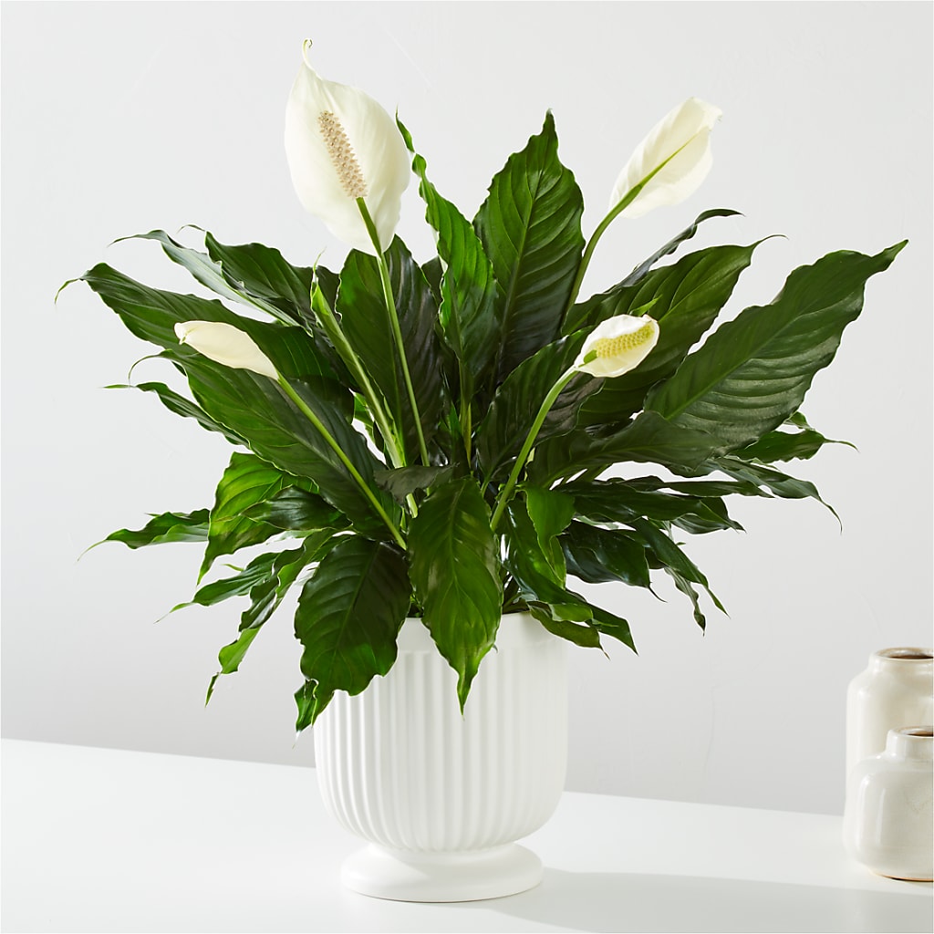 Comfort Planter – Grand Flowers/irish Rose, Novi MI