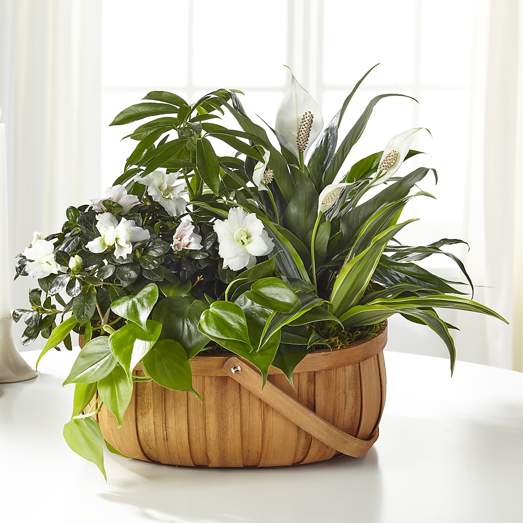 Serene Dishgarden – Grand Flowers/irish Rose, Novi MI