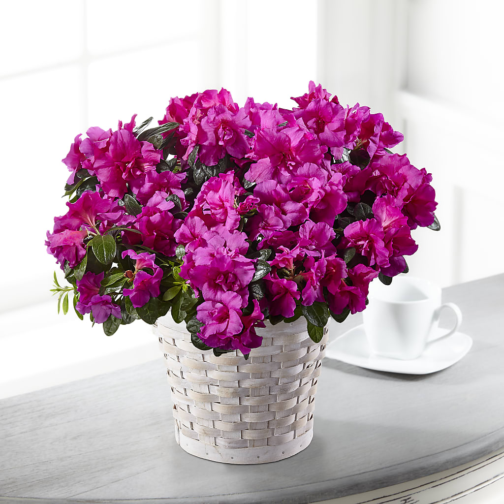 Hope & Serenity Azalea Plant – Grand Flowers/irish Rose, Novi MI