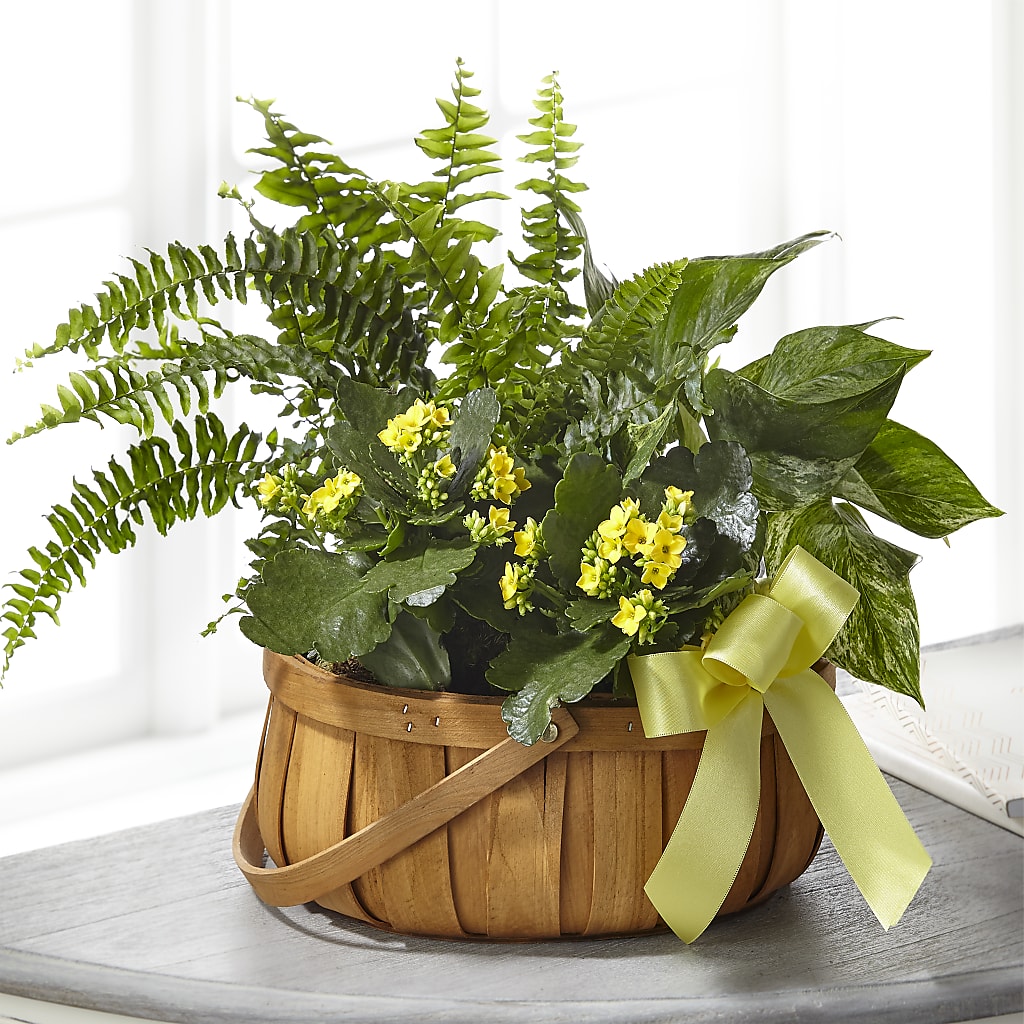 Always Dear Dishgarden – Grand Flowers/irish Rose, Novi MI