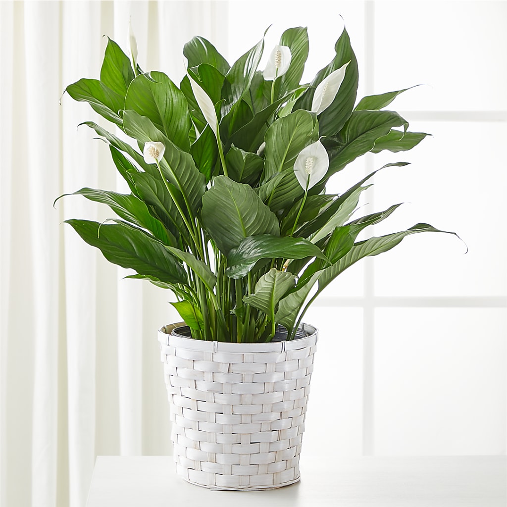 A New Leaf Peace Lily – Grand Flowers/irish Rose, Novi MI