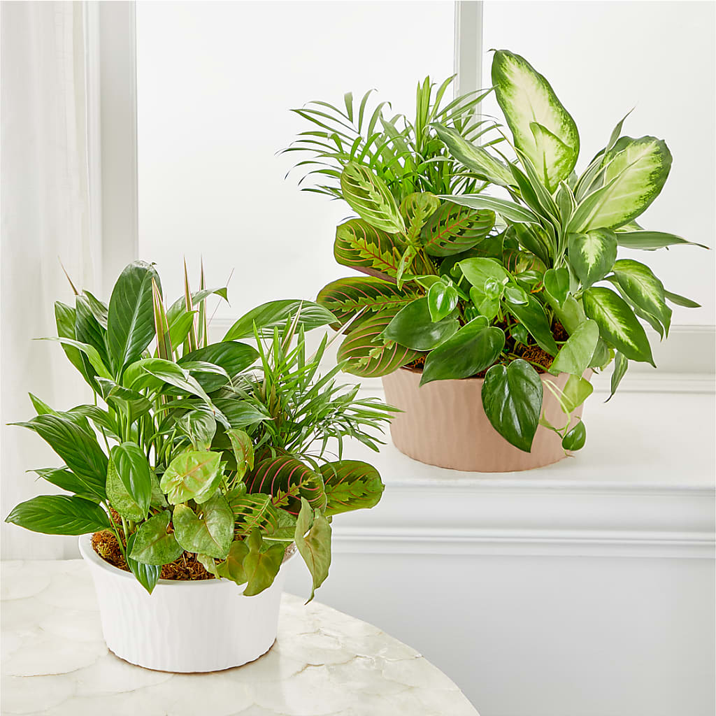 Balance & Harmony Dishgarden – Grand Flowers/irish Rose, Novi MI