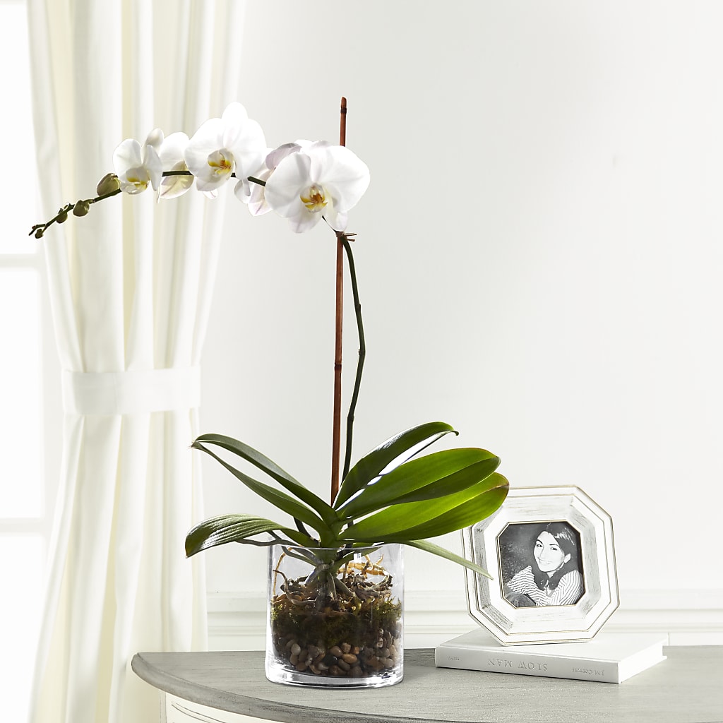 White Orchid Planter – Grand Flowers/irish Rose, Novi MI