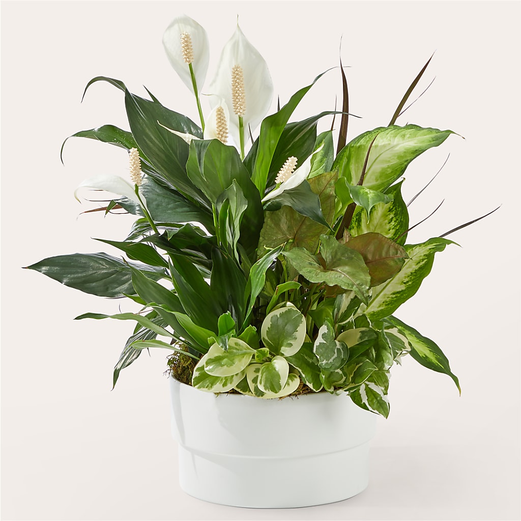 Radiating Positivity Dishgarden – Grand Flowers/irish Rose, Novi MI