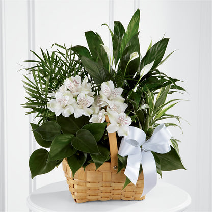Peace & Serenity Dishgarden –  Grand Flowers/irish Rose, Novi MI
