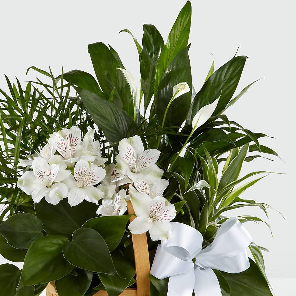 Peace & Serenity Dishgarden –  Grand Flowers/irish Rose, Novi MI