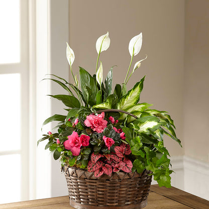 Dream in Pink Dishgarden –  Grand Flowers/irish Rose, Novi MI