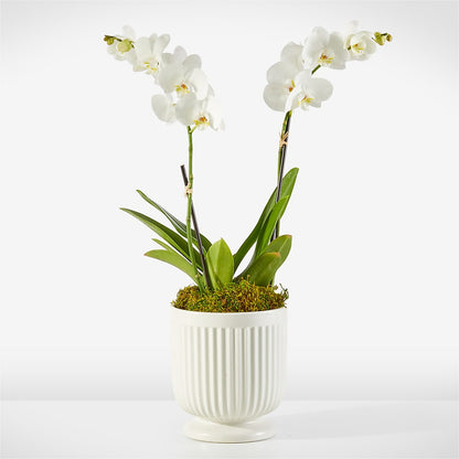 Whispering White Orchid –  Grand Flowers/irish Rose, Novi MI