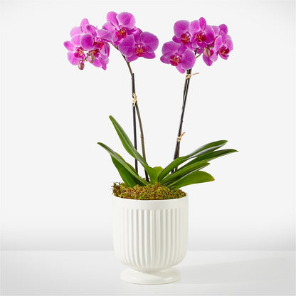 Friendly Fuchsia Orchid –  Grand Flowers/irish Rose, Novi MI