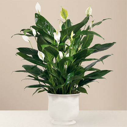 Comfort Planter –  Grand Flowers/irish Rose, Novi MI