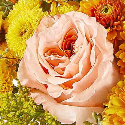 Peachy Pumpkin –  Grand Flowers/irish Rose, Novi MI
