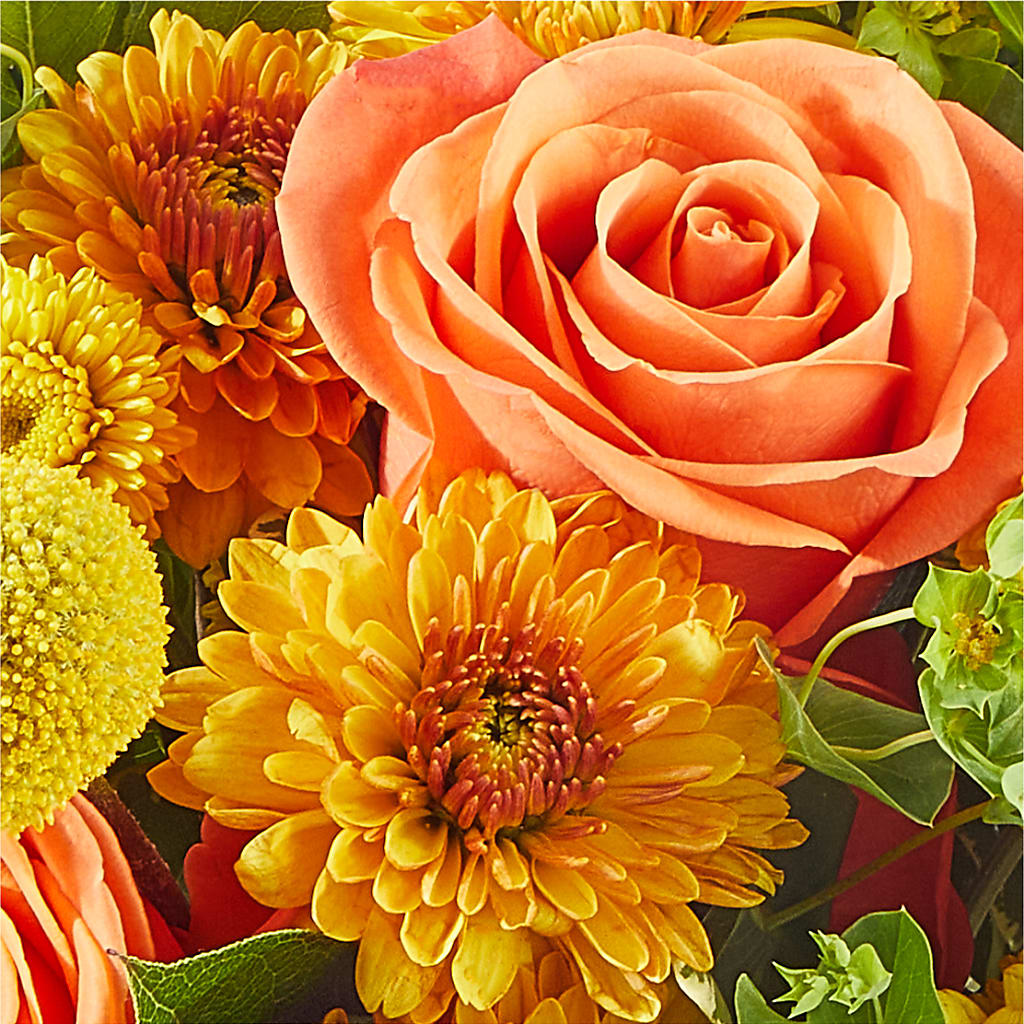 Gourdgeous Pumpkin –  Grand Flowers/irish Rose, Novi MI
