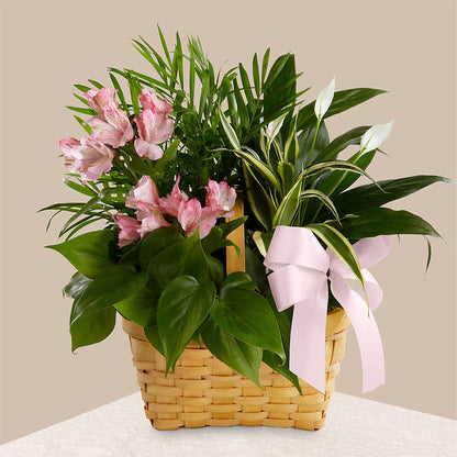 Living Spirit Dishgarden –  Grand Flowers/irish Rose, Novi MI
