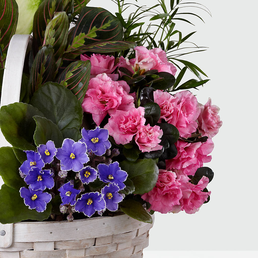 Peaceful Garden Planter –  Grand Flowers/irish Rose, Novi MI