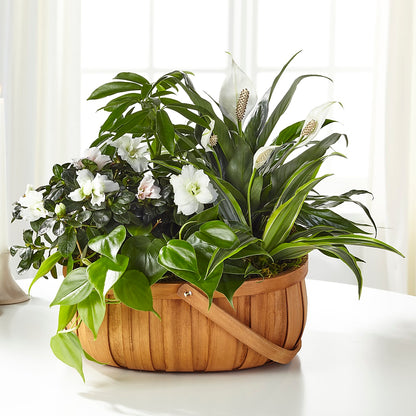 Serene Dishgarden –  Grand Flowers/irish Rose, Novi MI