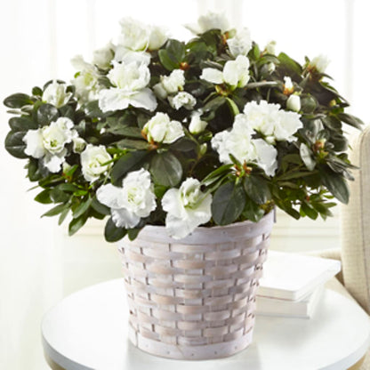 White Azalea Plant –  Grand Flowers/irish Rose, Novi MI