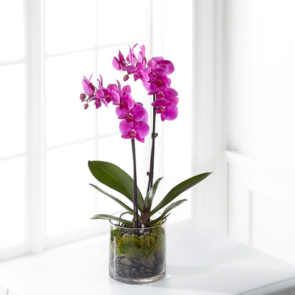 Pink Orchid Plant –  Grand Flowers/irish Rose, Novi MI