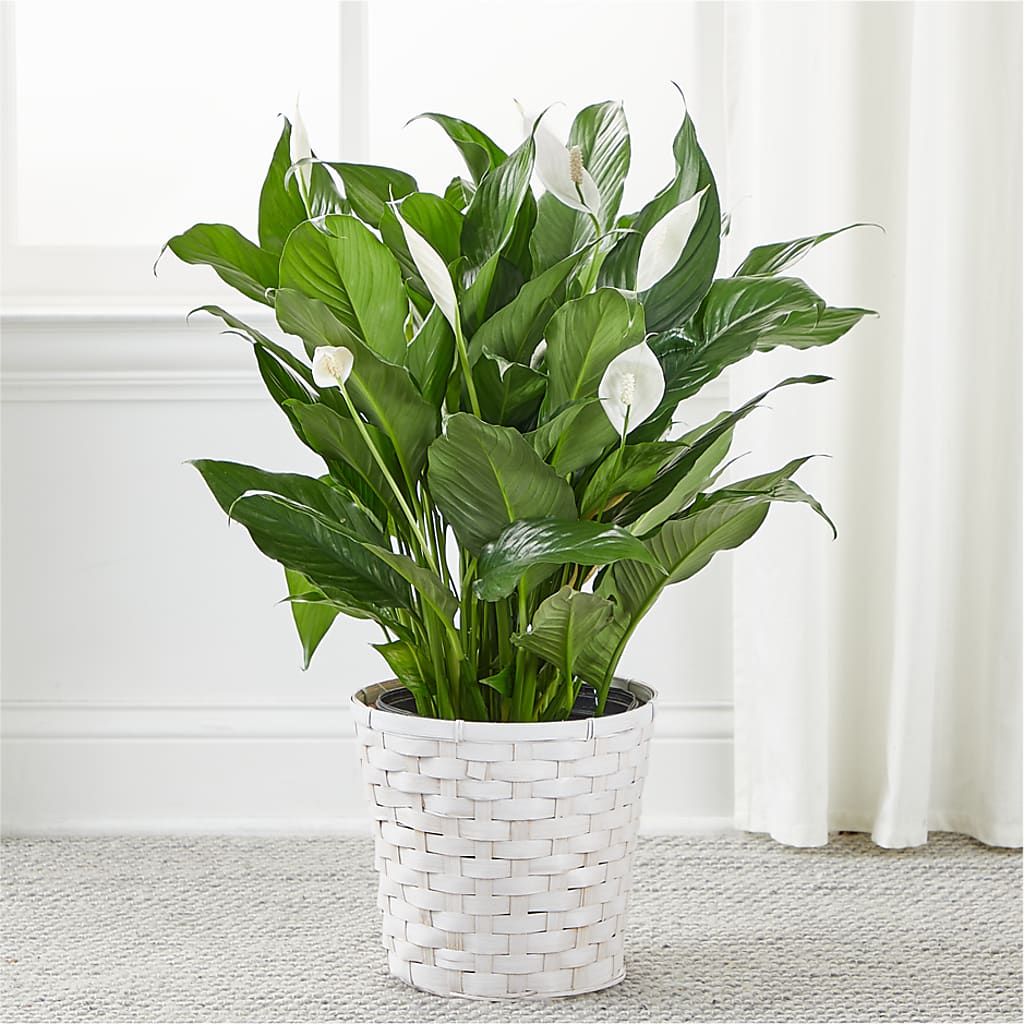 A New Leaf Peace Lily –  Grand Flowers/irish Rose, Novi MI