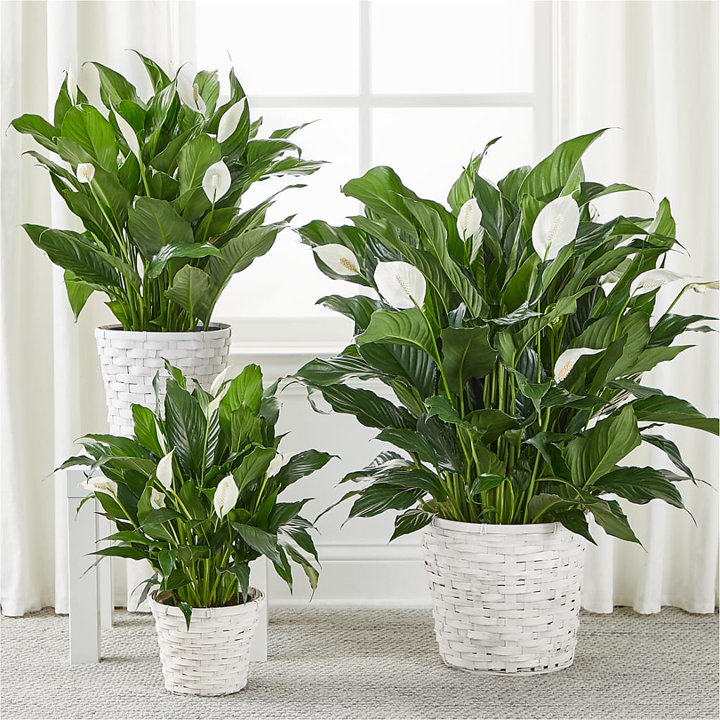 A New Leaf Peace Lily –  Grand Flowers/irish Rose, Novi MI