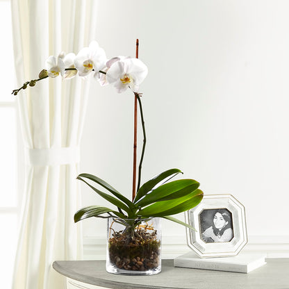 White Orchid Planter –  Grand Flowers/irish Rose, Novi MI