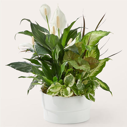 Radiating Positivity Dishgarden –  Grand Flowers/irish Rose, Novi MI
